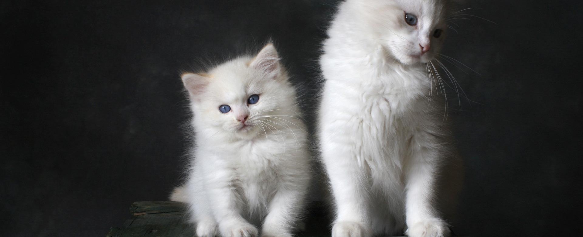 Certains Magasins De Fournitures Pour Chats 14 Certains Magasins De Fournitures Pour Chats -Certains Magasins De Fournitures Pour Chats cat 4894153 1920