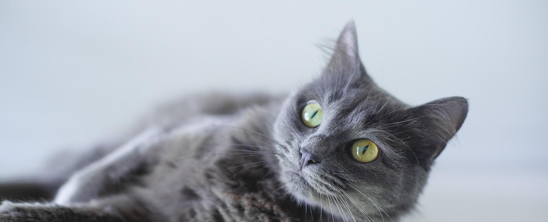 Certains Magasins De Fournitures Pour Chats 1 Certains Magasins De Fournitures Pour Chats -Certains Magasins De Fournitures Pour Chats cat 8197577 1920