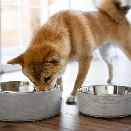 Materiel Gamelle 2 En 1 BeOneBreed Concrete 3 Materiel Gamelle 2 En 1 BeOneBreed Concrete