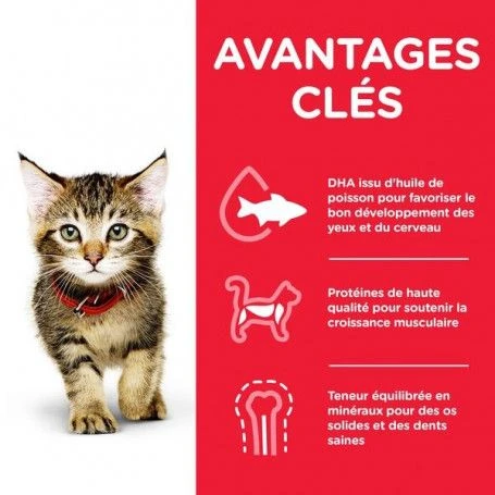 Feline Kitten Thon 4 Feline Kitten Thon – Image 2